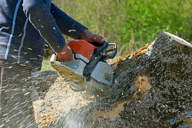 Reliable Moss Bluff, LA Tree Services Solutions